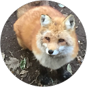 真白無地 profile picture